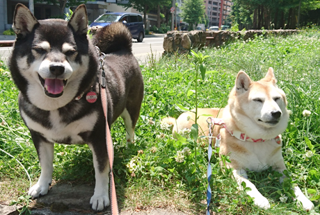 ペットシッター