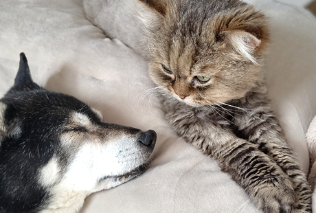 シニア犬・シニア猫 介護